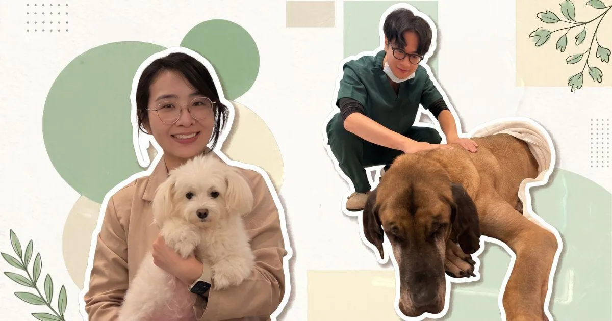 今周學堂報導封面，結合陳詩婷獸醫師抱犬及醫療照護教學影像