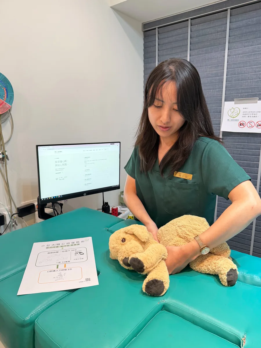 專心動物醫院團隊成員在診療台以犬隻模型示範急救教學