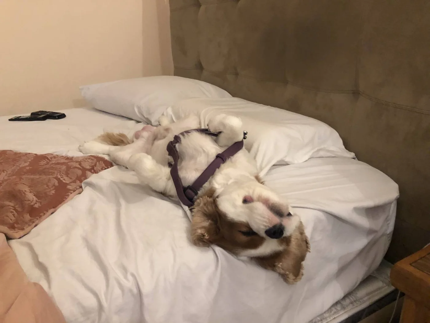 小型犬放鬆躺在床上休息，適合觀察安靜時呼吸與整體狀態