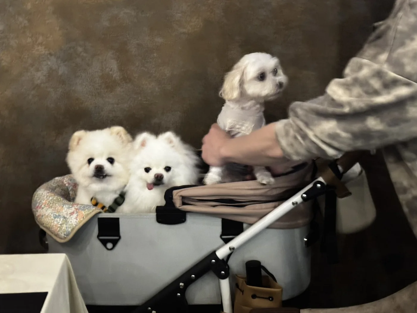 飼主將小型犬抱入推車，旁邊兩隻狗狗平靜等待，呈現不同個體對照護情境的反應
