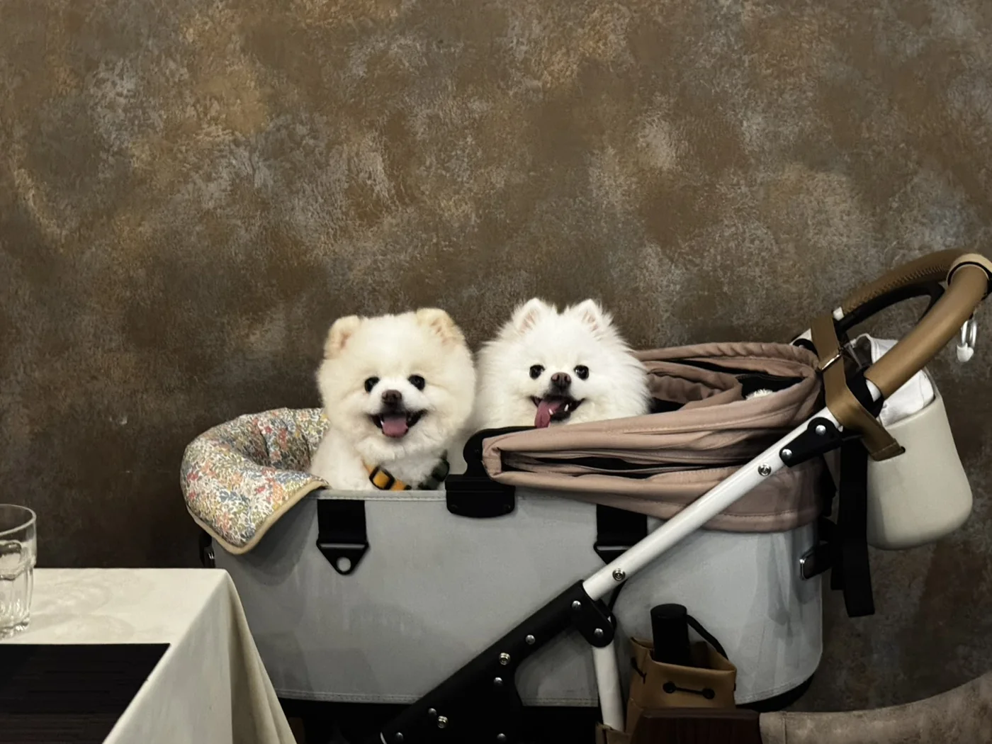 兩隻白色小型犬平靜坐在寵物推車中，呈現心臟病犬仍可維持合宜的外出生活